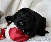 Puppies